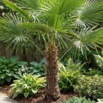 Palma konopná (Trachycarpus fortunei) - výška kmeňa 80-90 cm, celková výška 160-180 cm (-17°C)