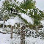 Palma konopná (Trachycarpus fortunei) - výška kmeňa 130-140 cm, celková výška 200-220 cm, kont. C50L (-17°C)