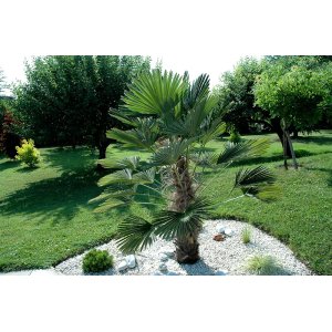 Palma konopná (Trachycarpus wagnerianus) – výška 90-130 cm, výška kmeňa 20-30 cm, kont. C30L (-19°C)
