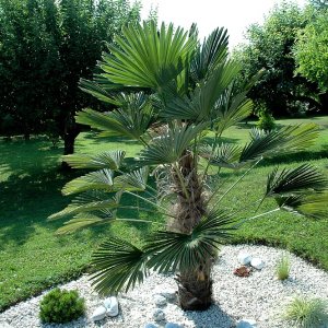 Palma konopná (Trachycarpus wagnerianus) – výška 90-130 cm, výška kmeňa 20-30 cm, kont. C30L (-19°C)
