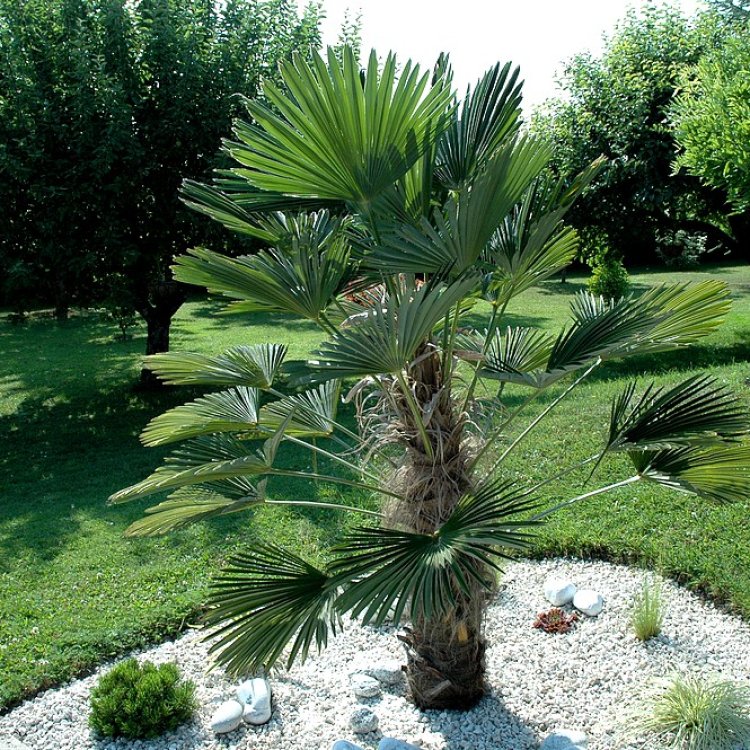 Palma konopná (Trachycarpus wagnerianus) – výška 90-130 cm, výška kmeňa 20-30 cm, kont. C30L (-19°C)