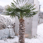 Palma konopná (Trachycarpus fortunei) - výška kmeňa 120-130 cm, celková výška 190-210 cm, kont. C50L (-17°C)