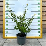 Slivka trnková, trnka (Prunus Spinosa) - výška 50-80 cm, kont. C5L
