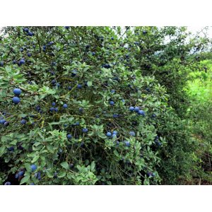 Slivka trnková, trnka (Prunus Spinosa) - výška 50-80 cm, kont. C5L