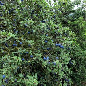 Slivka trnková, trnka (Prunus Spinosa) - výška 50-80 cm, kont. C5L