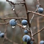 Slivka trnková, trnka (Prunus Spinosa) - výška 50-80 cm, kont. C5L