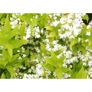 Trojpuk štíhly (Deutzia Gracilis) ´AUREA´ - výška 20-30 cm, kont. C3L