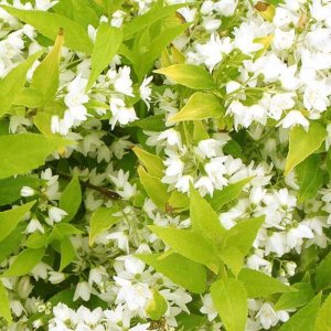 Trojpuk štíhly (Deutzia Gracilis) ´AUREA´ výška: 20-30 cm, kont. C3L