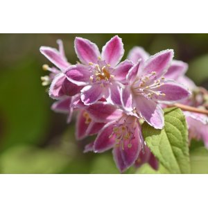 Trojpuk hybridný (Deutzia hybrida) ´STRAWBERRY FIELDS´ - výška 80-100 cm, kont. C5L