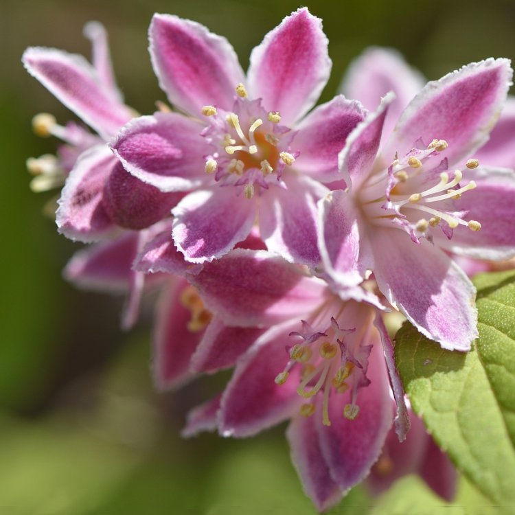 Trojpuk hybridný (Deutzia hybrida) ´STRAWBERRY FIELDS´ - výška 80-100 cm, kont. C5L