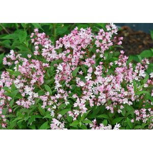 Trojpuk ružový (Deutzia Rosea) ´CARMINEA´ - výška 90-110 cm, kont. C5L 