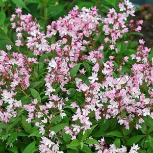 Trojpuk ružový (Deutzia Rosea) ´CARMINEA´ výška: 50-80 cm, kont. C2L 