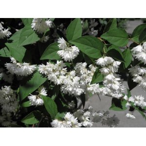 Trojpuk nežný (Deutzia gracilis) ´NIKKO´ - výška 30-50 cm, kont. C3L