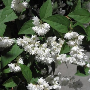 Trojpuk drsný (Deutzia scabra), výška: 100-150 cm, kont. C3L