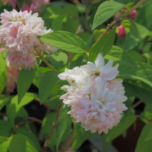 Trojpuk hybridný (Deutzia Hybrida) ´PINK POM-POM´ výška: 60-80 cm, kont. C2L