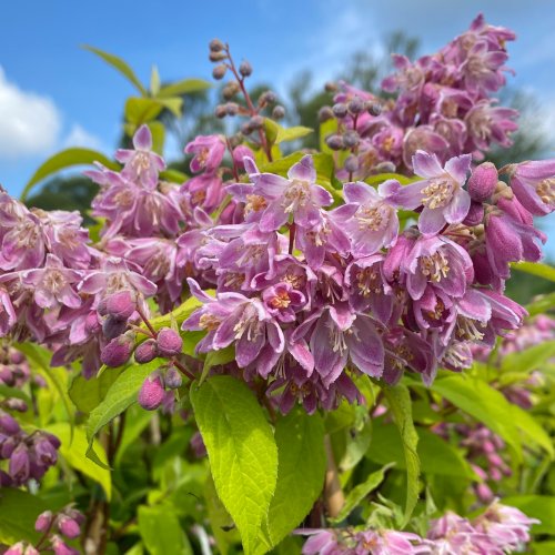 Trojpuk hybridný (Deutzia Hybrida) ´PERLE ROSE´ výška: 50-70 cm, kont. C2L