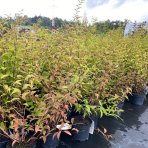 Trojpuk hybridný (Deutzia Hybrida) ´PERLE ROSE´ - výška 80-120 cm, kont. C5L