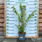 Trojpuk hybridný (Deutzia hybrida) ´STRAWBERRY FIELDS´ - výška 80-100 cm, kont. C5L