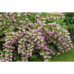 Trojpuk hybridný (Deutzia Hybrida) ´STRAWBERRY FIELDS´ - výška 70-90 cm, kont. C3L