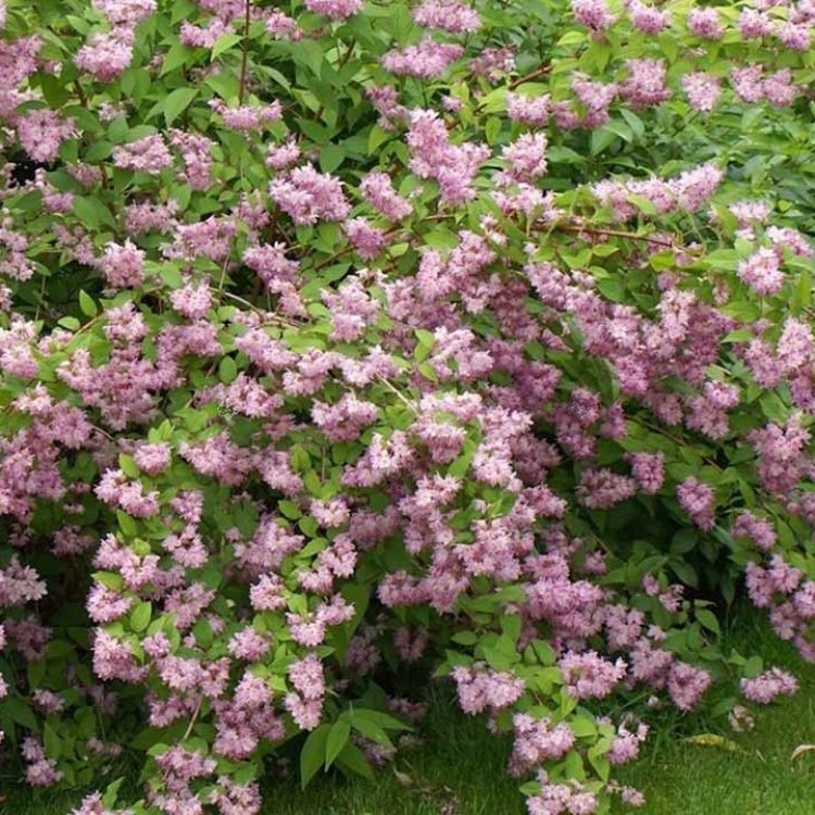 Trojpuk hybridný (Deutzia Hybrida) ´STRAWBERRY FIELDS´ - výška 70-90 cm, kont. C3L