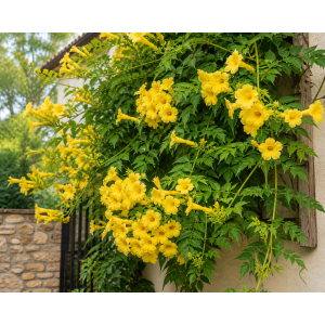 Trúbkovec koreňujúci (Campsis radicans) ´FLAVA´ - výška 60-90 cm, kont. C1.5L