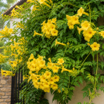 Trúbkovec koreňujúci (Campsis radicans) ´FLAVA´ - výška 20-30 cm, kont. C1.5L