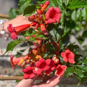 Trúbkovec koreňujúci (Campsis radicans) ´FLAMENCO´ výška: 60-90 cm, kont. C5L 