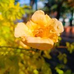 Trúbkovec koreňujúci (Campsis radicans) ´FLAVA´ - výška 90-110 cm, kont. C1.5L