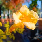 Trúbkovec koreňujúci (Campsis radicans) ´FLAVA´ - výška 90-110 cm, kont. C1.5L