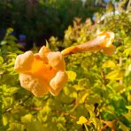 Trúbkovec koreňujúci (Campsis radicans) ´FLAVA´ - výška 90-110 cm, kont. C1.5L