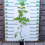Trúbkovec koreňujúci (Campsis radicans) ´FLAVA´ - výška 90-110 cm, kont. C1.5L