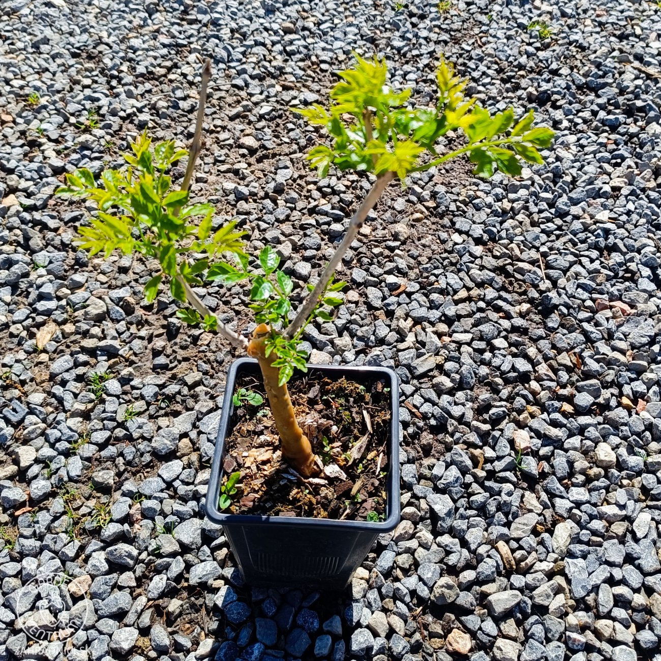 Obrázok Trúbkovec koreňujúci (Campsis radicans) ´FLAVA´ - výška 20-30 cm, kont. C1.5L