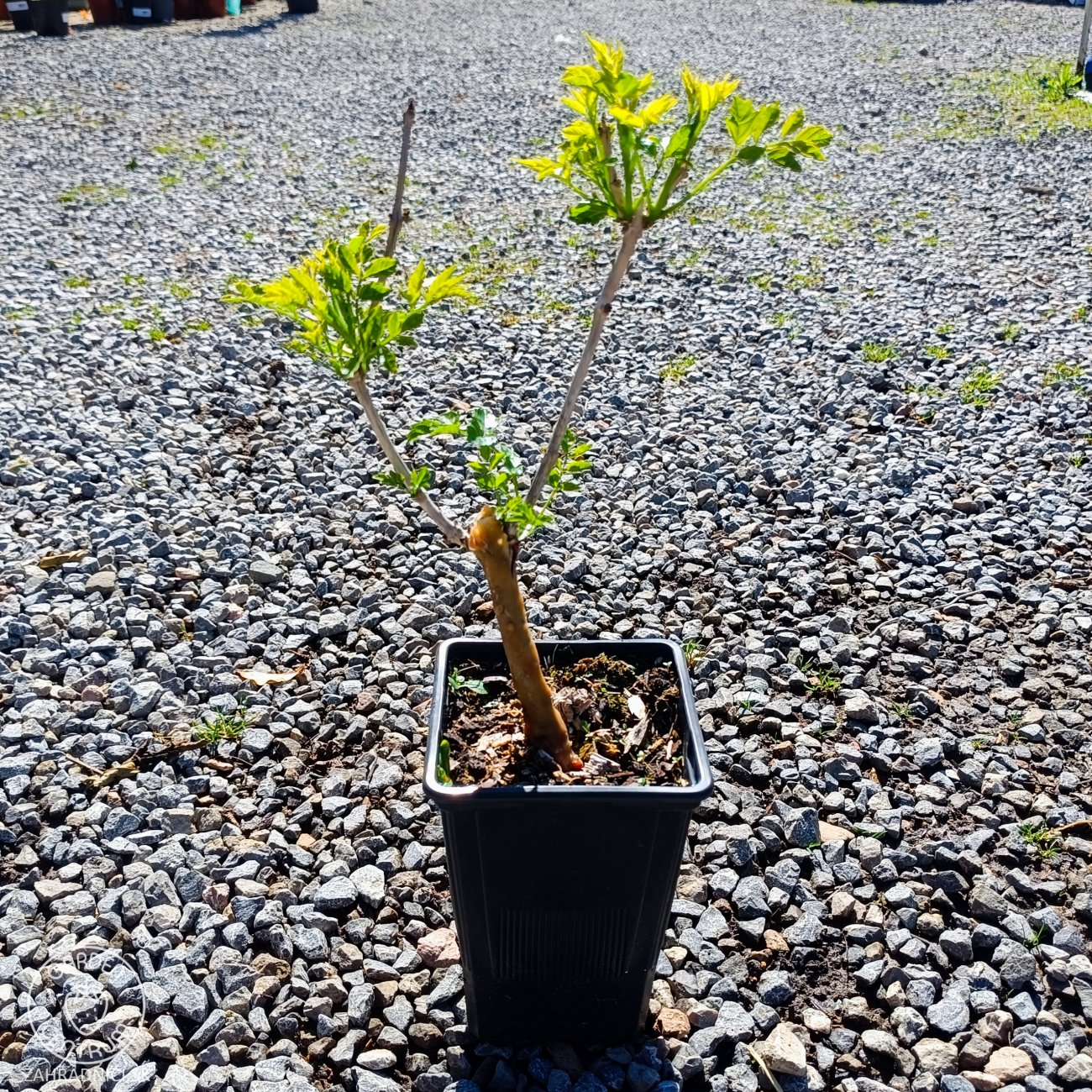 Obrázok Trúbkovec koreňujúci (Campsis radicans) ´FLAVA´ - výška 20-30 cm, kont. C1.5L