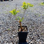 Trúbkovec koreňujúci (Campsis radicans) ´FLAVA´ - výška 20-30 cm, kont. C1.5L
