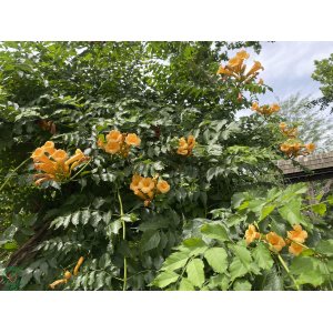 Trúbkovec koreňujúci (Campsis radicans) ´GOLDEN TRUMPET´ - výška 120-150 cm, kont. C3L 
