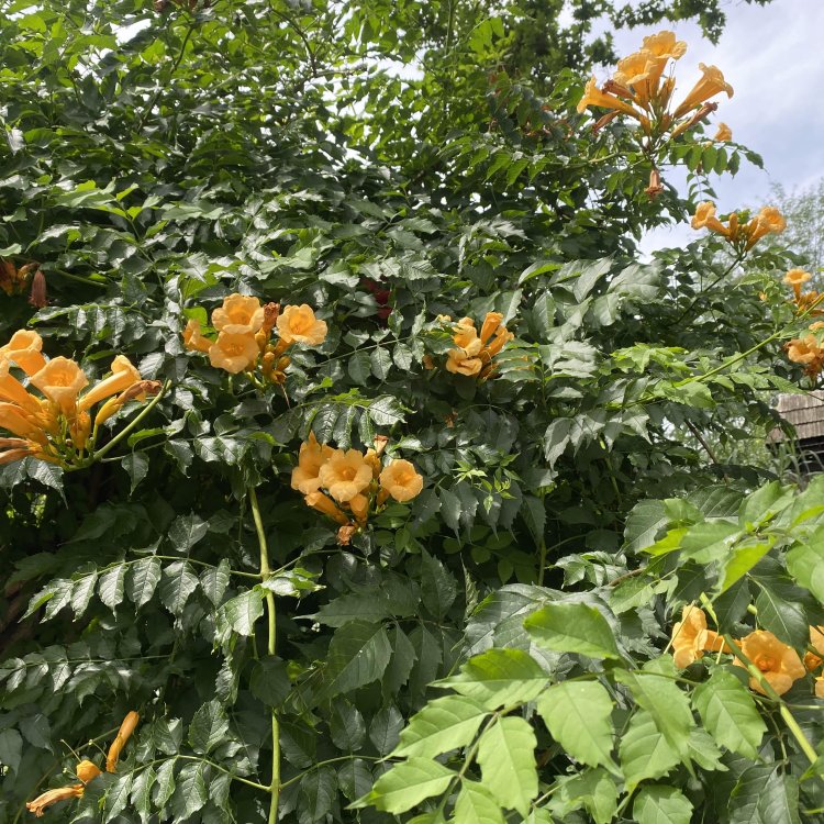 Trúbkovec koreňujúci (Campsis radicans) ´GOLDEN TRUMPET´ - výška 120-150 cm, kont. C3L 