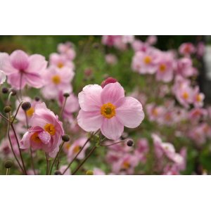 Veternica hupehenská (Anemone hupehensis) 'SERENADE' kont. P9