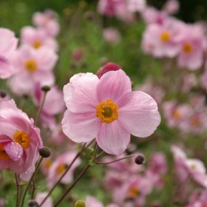 Veternica hupehenská (Anemone hupehensis) 'SERENADE', kont. P9