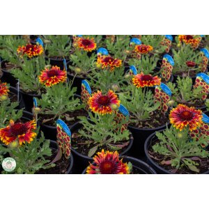 Kokarda osinatá (Gaillardia aristata) ´KOBOLD´ kont. C1L
