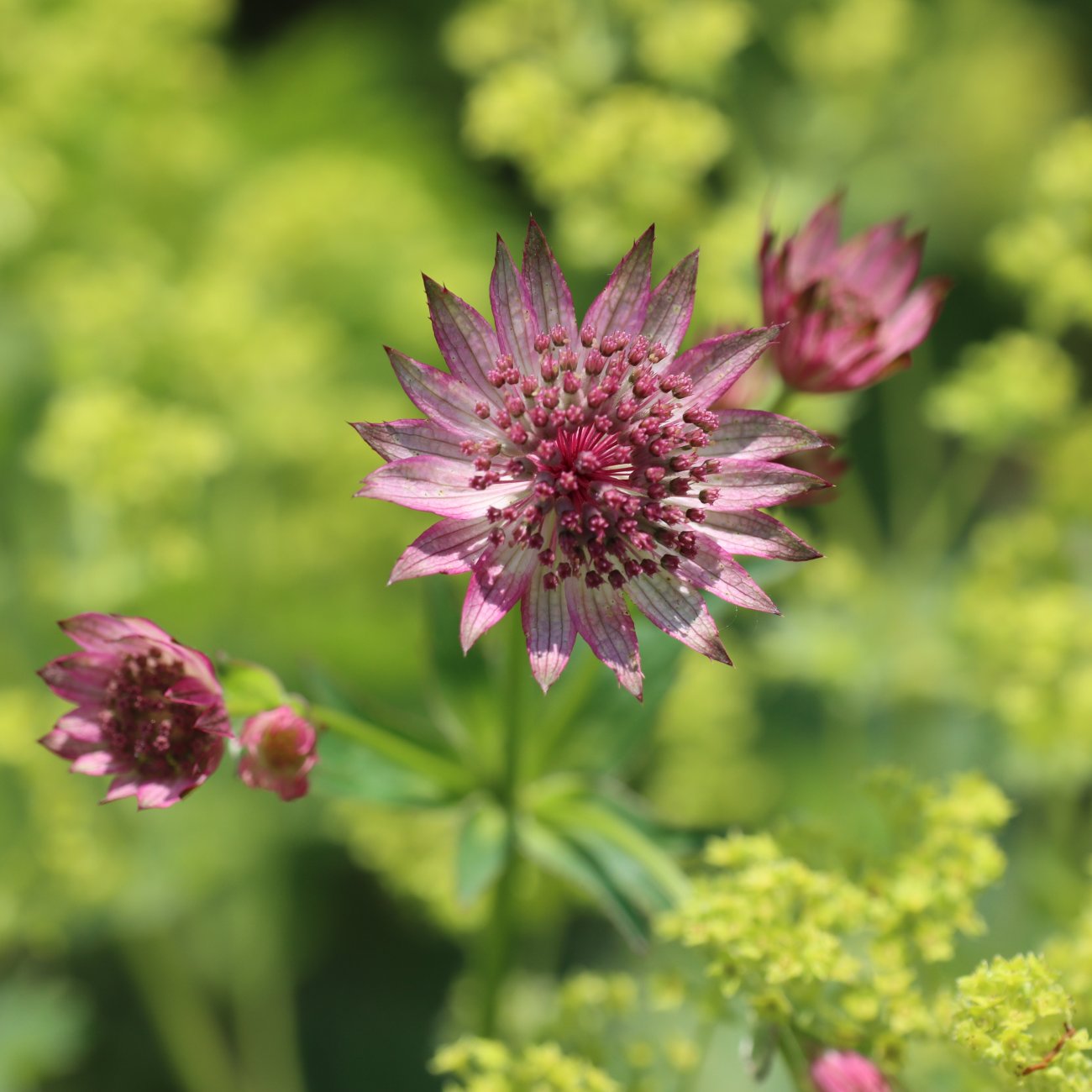 Obrázok Jarmanka väčšia (Astrantia major) ‘LARS’ – výška 10-20 CM, kont. C2L