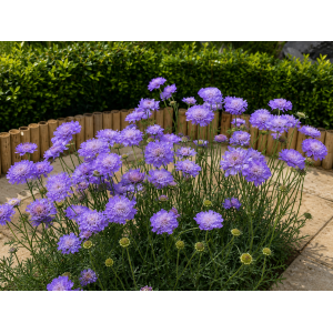 Hlaváč fialový (Scabiosa columbaria) 'BLUE NOTE' - kont. P12
