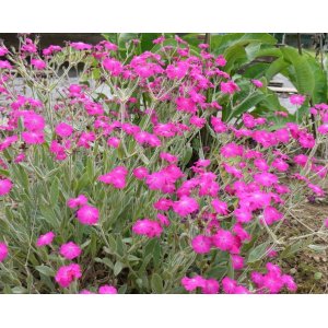Kukučka vencová (Lychnis Coronaria) kont. C2L