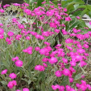 Kukučka vencová (Lychnis Coronaria), kont. C2L