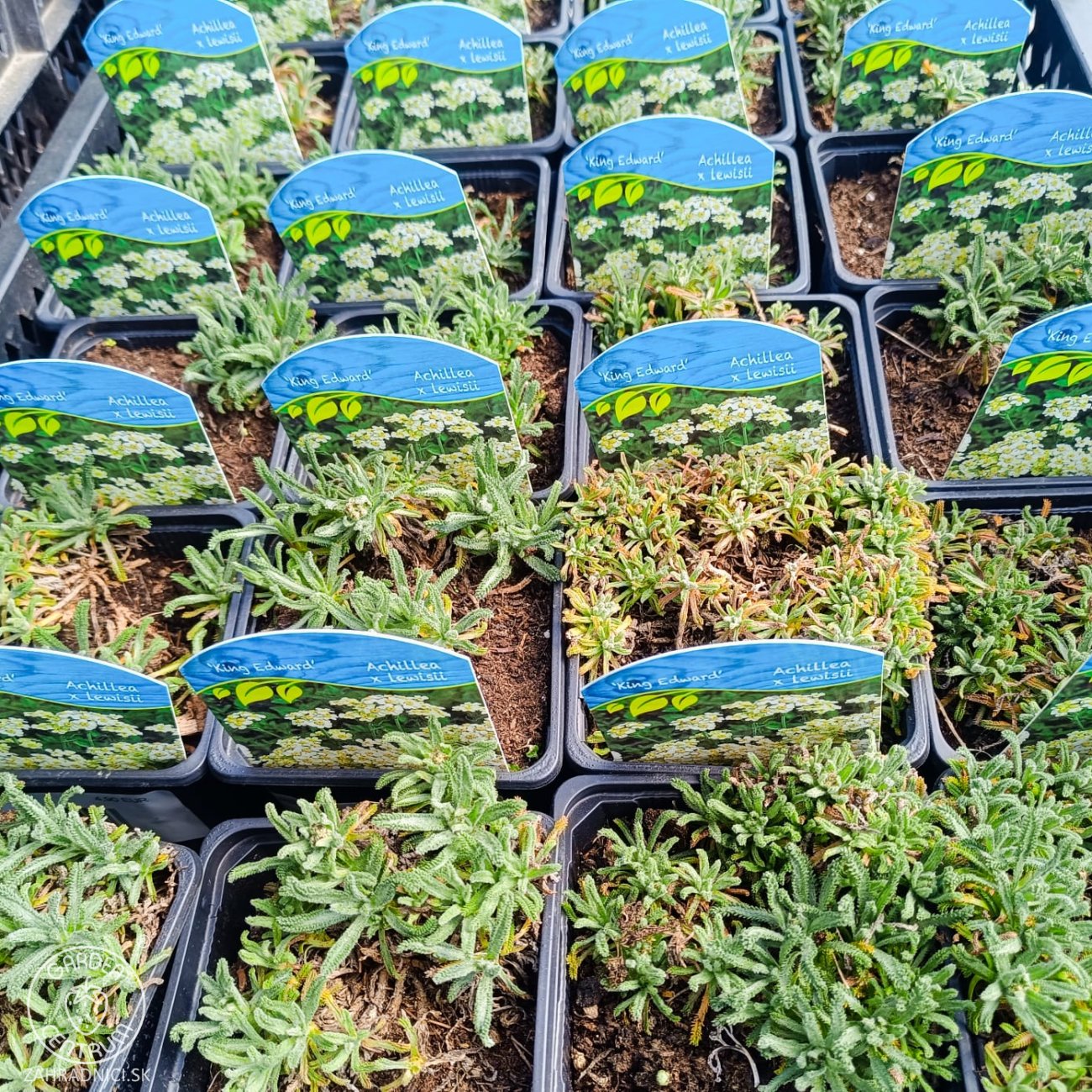 Obrázok Rebríček lewisov (Achillea lewisii) ‘KING EDWARD’ - kont. P9