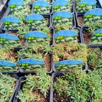Rebríček lewisov (Achillea lewisii) ‘KING EDWARD’ - kont. P9