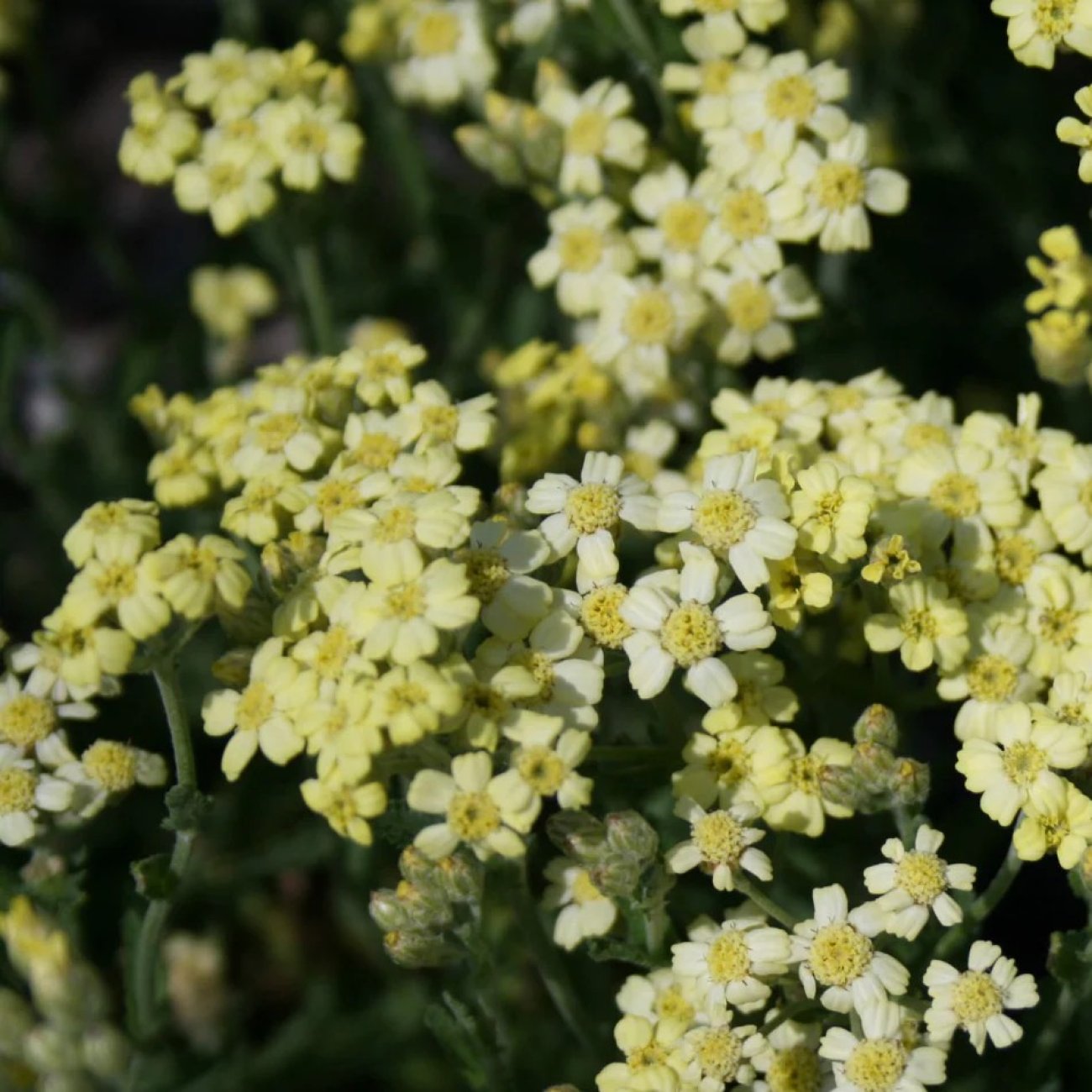 Obrázok Rebríček lewisov (Achillea lewisii) ‘KING EDWARD’ - kont. P9
