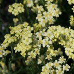Rebríček lewisov (Achillea lewisii) ‘KING EDWARD’ - kont. P9