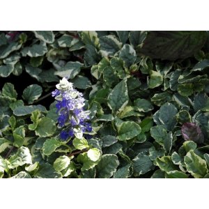 Zbehovec plazivý (Ajuga Reptans) ´VARIEGATA´ kont. C1.5L