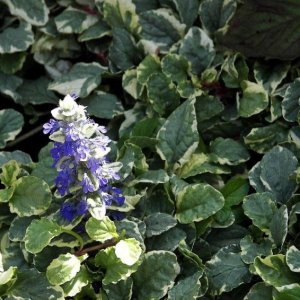 Zbehovec plazivý (Ajuga Reptans) ´VARIEGATA´, kont. C1.5L