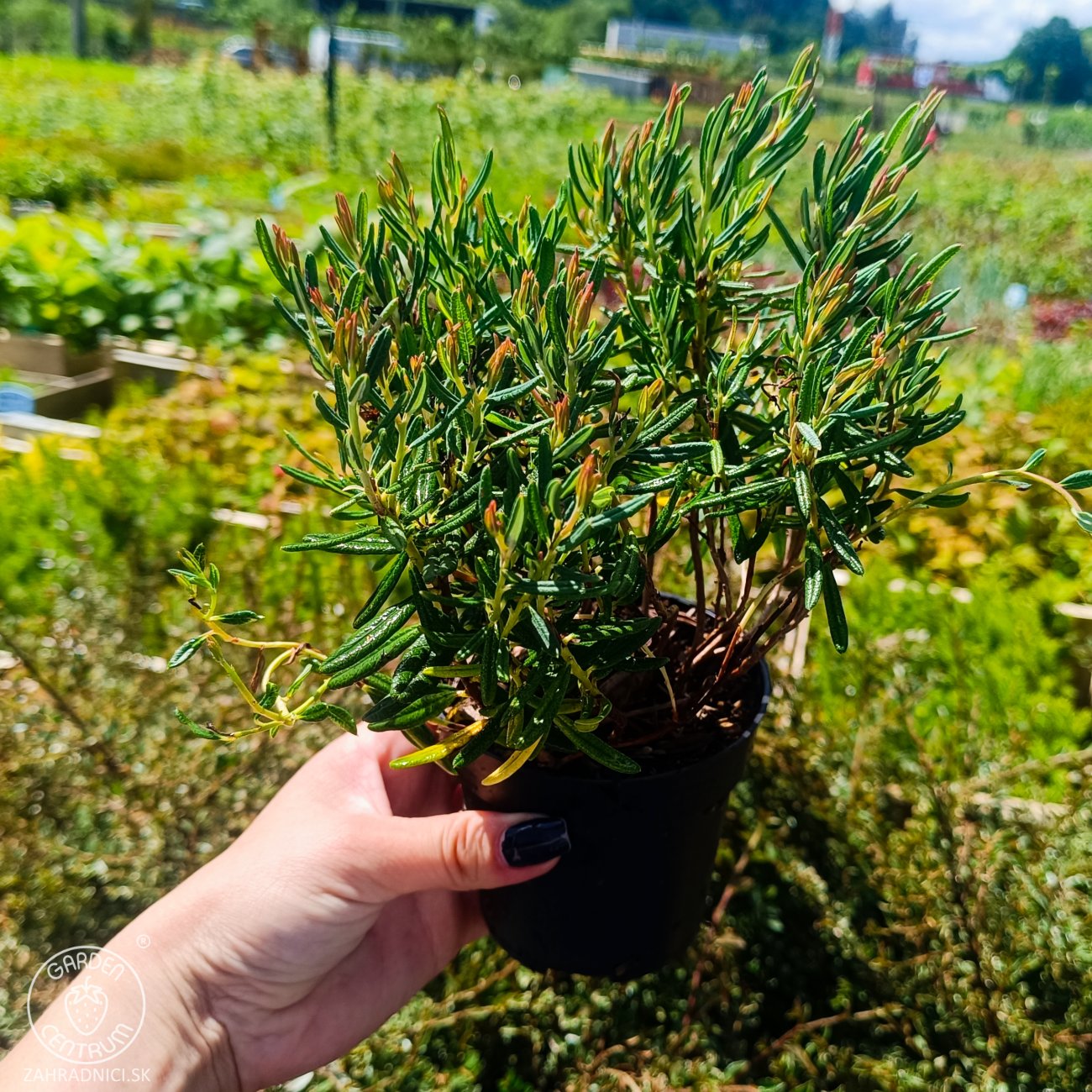 Obrázok Androméda sivolistá (Andromeda polifolia) ‘COMPACTA’ - kont.P9/P11